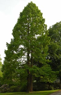 Mamutbaum_ganz